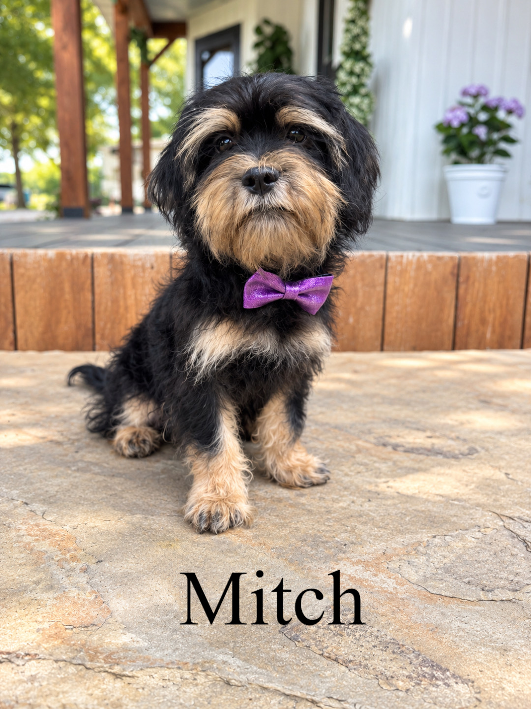 Mitch 1
